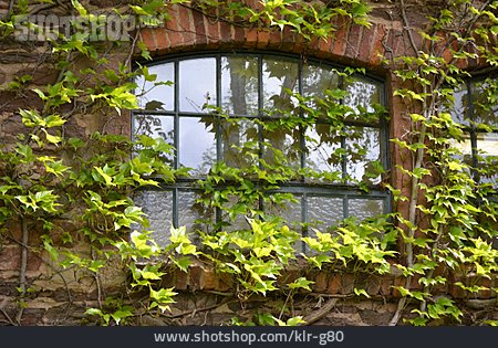
                Fenster, Wilder Wein, Kletterpflanze                   