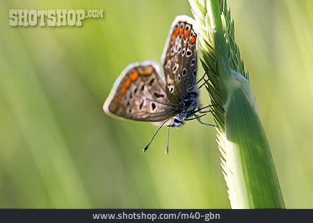
                Schmetterling, Hauhechel-bläuling                   