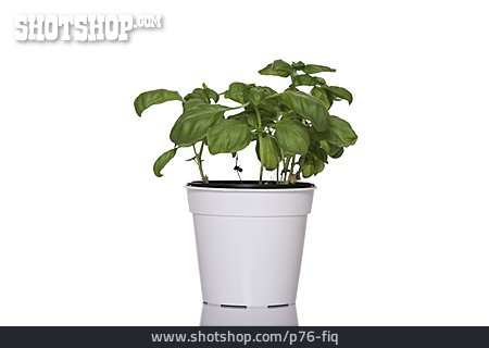 
                Basilikum, Topfpflanze, Basilikumpflanze                   