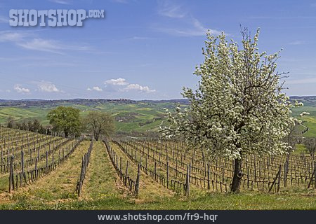 
                Weinberg, Weinanbau, Obstblüte                   
