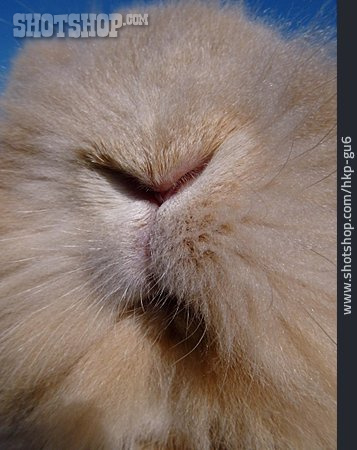 
                Nase, Kaninchen                   