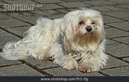 
                Hund, Havaneser, Tierporträt                   