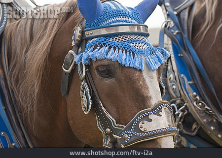 
                Pferd, Geschmückt, Leonhardiritt                   