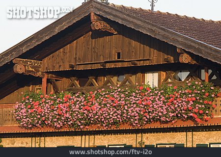 
                Farmhouse, Geranium, Balcony Flowers                   