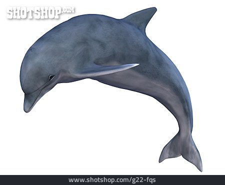 
                3d-rendering, Delfin                   