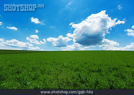 
                Feld, Landwirtschaft, Gras                   