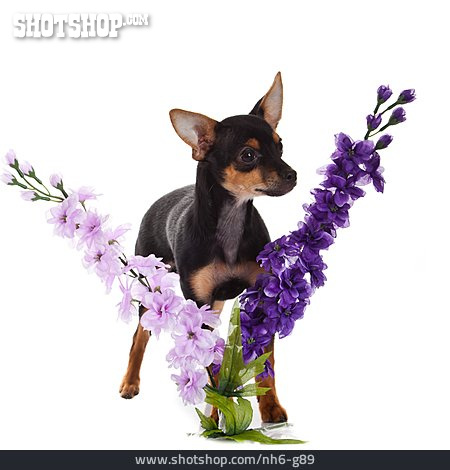 
                Blume, Tierjunges, Hund, Blumendekoration                   