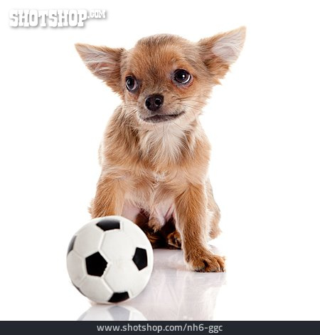 
                Fußball, Hund, Chihuahua                   