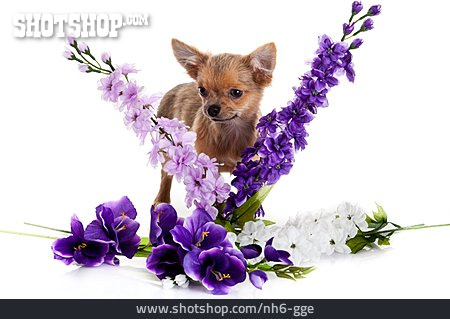 
                Blume, Hund, Blumendekoration                   