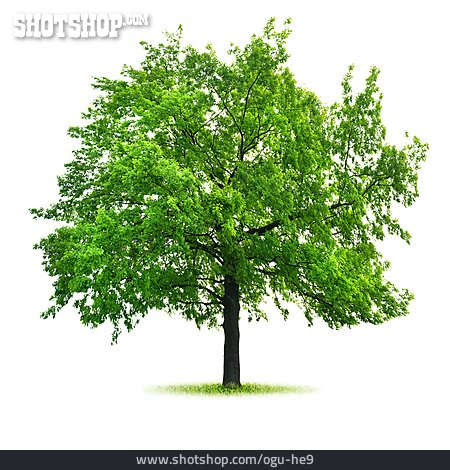 
                Baum                   