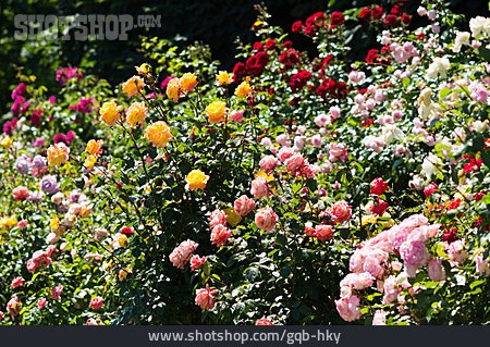 
                Rose, Rosenblüte, Rosenstrauch                   