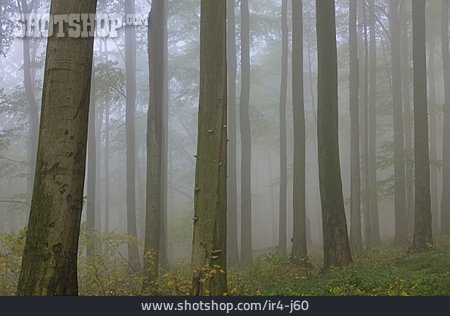 
                Wald, Buchenwald                   