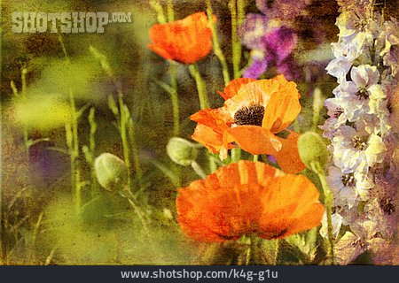 
                Blumenwiese, Mohnblume, Kunstfoto                   