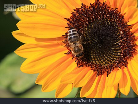 
                Nature, Summer, Sunflower, Bee                   