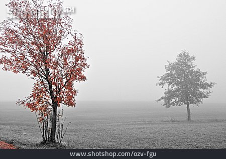
                Baum, Herbst, Nebel                   