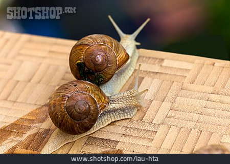 
                Schnecke, Weinbergschnecke                   