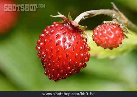 
                Erdbeere, Walderdbeere                   