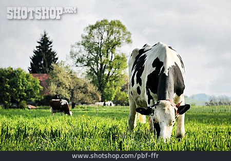 
                Landwirtschaft, Kuh, Milchkuh                   