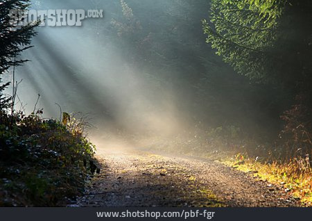 
                Nebel, Sonnenstrahl, Waldweg                   