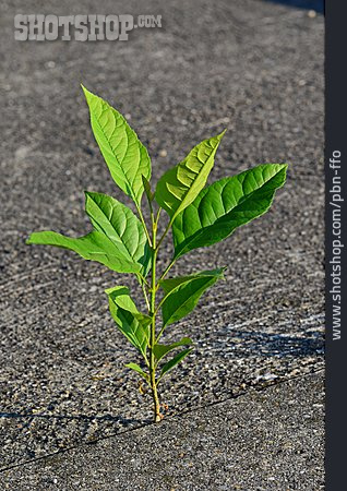 
                Wachstum, Kirschbaum, Jungpflanze                   