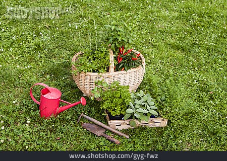 
                Kräuter, Gartenarbeit, Gartenkräuter                   