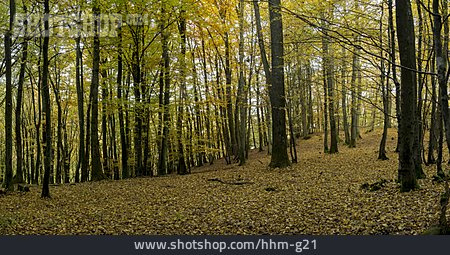 
                Wald, Buchenwald                   