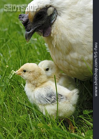 
                Tierfamilie, Küken, Hühnerküken                   