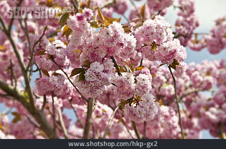 
                Kirschblüte                   