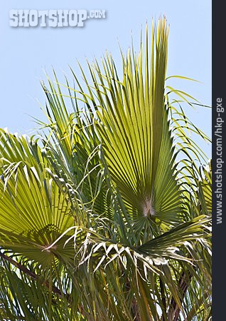 
                Palme, Palmwedel                   