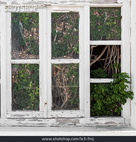 
                Fenster, Wuchern, Grünpflanze                   