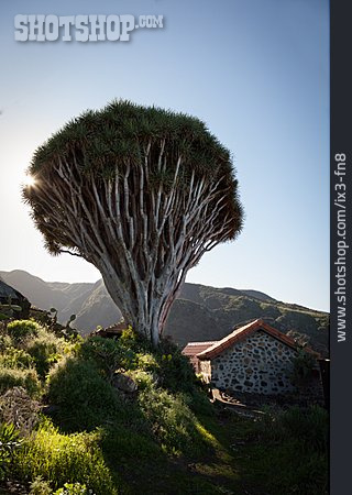 
                Vegetation, Drachenbaum, La Palma                   