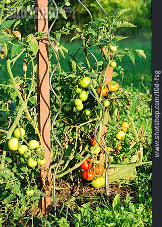 
                Tomatenpflanze, Tomatenstrauch                   