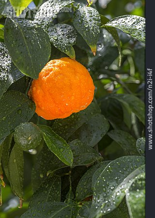 
                Mandarine, Mandarinenbaum                   