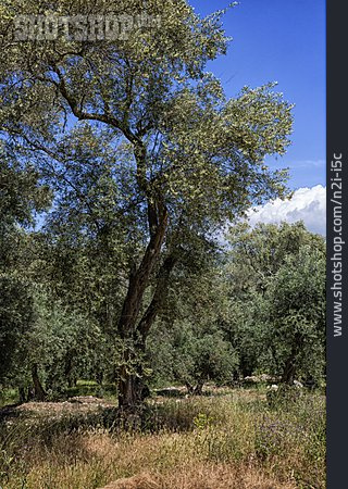 
                Olivenhain, Olivenbäume                   