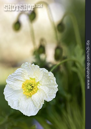 
                Mohn, Mohnblüte                   