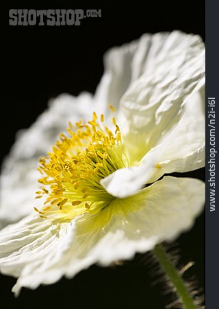 
                Mohn, Mohnblüte                   