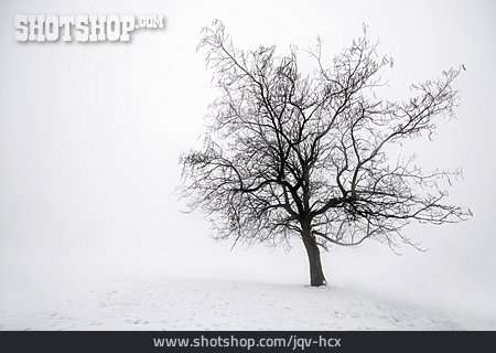 
                Tree, Winter                   