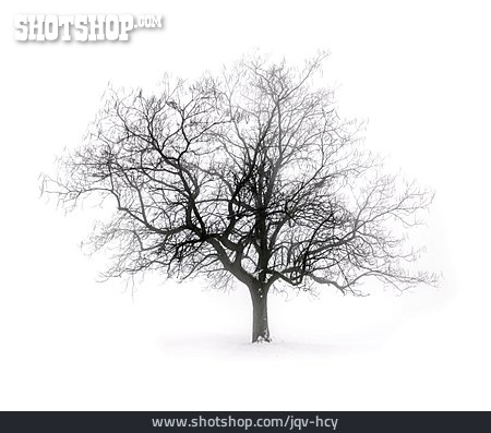 
                Baum, Winter                   