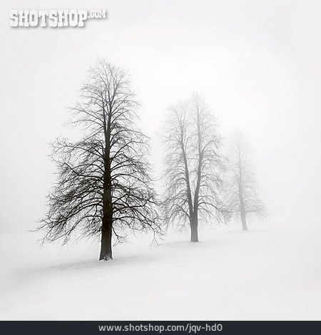
                Tree, Winter                   