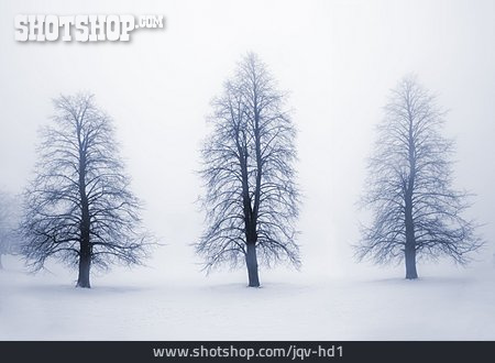 
                Baum, Winter, Baumreihe                   