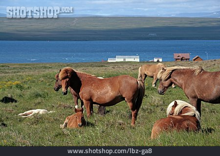 
                Weide, Pferd, Islandpferd                   