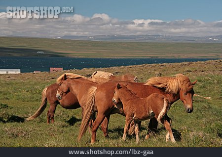 
                Weide, Pferd, Islandpferd                   