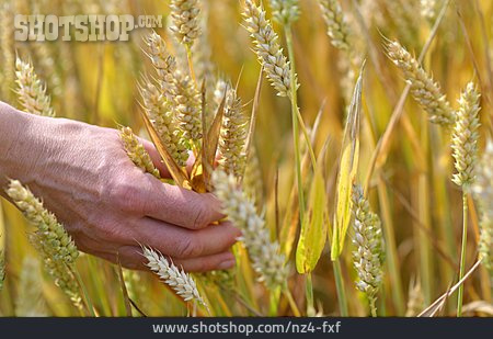 
                Getreide, Hand, Getreideanbau                   