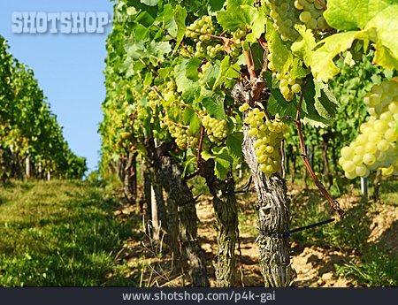 
                Weinbau, Weinrebe, Weinstock                   