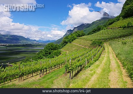 
                Weinbau, Weinberg, Trentino, Kulturlandschaft                   