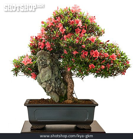 
                Rhododendron, Bonsai, Satsuki-azalee, Blütenbonsai                   