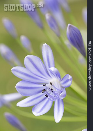
                Jewelry African Lily                   