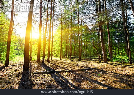 
                Sonnenlicht, Wald, Pinienwald                   