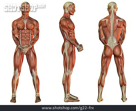 
                Muskeln, Mensch, Muskulatur, Anatomie                   
