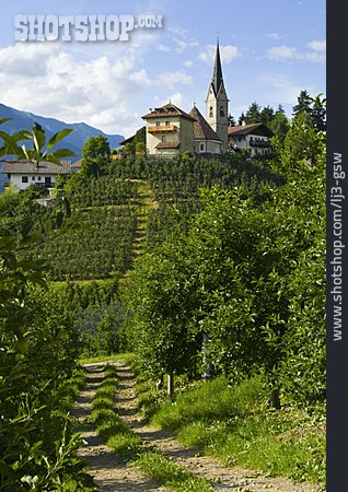 
                Südtirol, Apfelplantage, Georgen                   